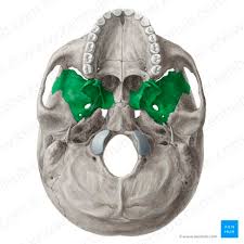 Image result for Sphenoid Bone