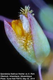 Image result for Sporobolus festivus