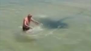 The official steve irwin day website, steve irwin day, november 15, a day for remembering the crocodile hunter, steve irwin. Krokodiljager Zieht Sich Rochen Stachel Selbst Aus Der Brust Welt