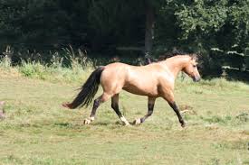 › mustang, tomahawk and buckskin trail. Ari Mustang American Stallion Buckskin