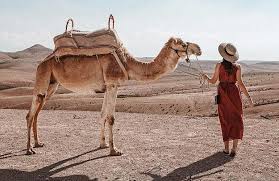 Sorry, the video player failed to load. Kamelreiten In Marsa Alam Reiten Am Strand Oder In Der Wuste