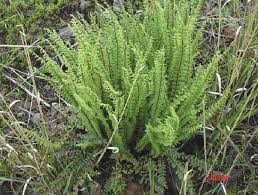 Image result for Cheilanthes