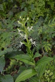 Image result for Habenaria microsaccus