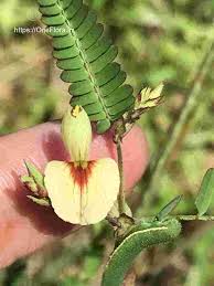 Image result for Aeschynomene indica