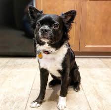 Most pictures are of my rat terriers, tucker, brody, logan and some of my long haired chihuahua, poppy, and some of my little girl chi, boo bear. Happy Doggy Dna Day I Am 100 Boston Terrier The Long Hair Is A Rare Recessive Gene Bostonterrier