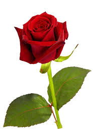 Single Red Rose PNG HD | PNG Mart