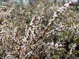 The flower is identified by its cup shape. Thryptomene Calycina Australian Flowers Pink Flowers Pretty In Pink