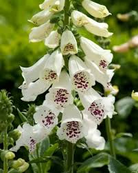 Image result for Digitalis purpurea alba/ red spots