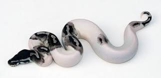 Axanthic Black And White Ball Python Double Allele Axanthic And Piebald See This Image On Photobucket Ball Python Morphs Ball Python Snake