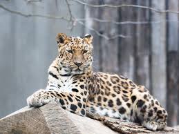 Amur Leopard Species Wwf