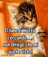 Immagini Buon Lunedi Divertenti Con Gattini Fotowhatsapp It Lunedi Divertente Buongiorno Buongiorno Immagini