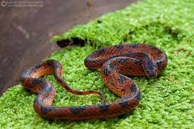 Wucherer S Ground Snake Xenopholis Scalaris Snake Scary Snakes Reptiles