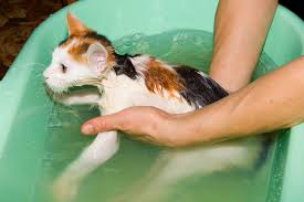 Some cats can be immobilized or calmed by placing your hand on the back of the head with the thumb and. Simple Cat Bathing Tips Washing Your Cat Without Getting Clawed To Death Pethelpful By Fellow Animal Lovers And Experts