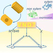 Plant cell undergo process to form xylem vessels. Molecular Mechanisms Driving Switch Behavior In Xylem Cell Differentiation Sciencedirect