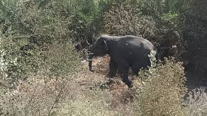 झारखंड के हजारीबाग शहर में हाथी का उत्पात, पांच को कुचला, दो की मौत, दहशत  में लोग, किया रोड जाम