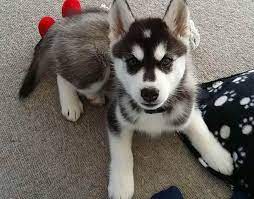 Alaskan Malamute Siberian Husky Mix Puppies Petsidi