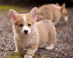 Beautiful ranch raised corgi puppies for sale four hundered for males and females. Corgi Puppies For Sale Tampa Petsidi