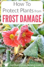 The reason for the damage to the plants in chilly, frosty winters is that the soil becomes frozen and the roots are unable to take up water. How To Protect Plants From Frost Damage Frost Protection For Plants Plants Seasonal Garden