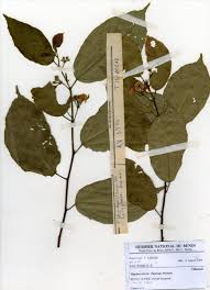 Image result for Glyphaea