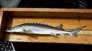 Acipenser transmontanus орегонский осетр (также: White Sturgeon Acipenser Transmontanus Species Profile