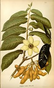 Image result for Uvaria acuminata