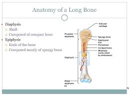 The diaphysis and the epiphysis (figure 6.3.1). Skeletal System Chapter Ppt Download