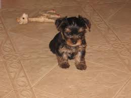 For campbell, contact lisa petersen, senior engineer for. Yorkie Ckc Puppies For Sale In San Jose California Classified Americanlisted Com