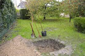 Les arbres fruitiers peuvent être plantés quasiment toute l'année, pourvu qu'il ne gèle pas. Conseils Jardinage Planter Le Bon Arbre A La Bonne Place