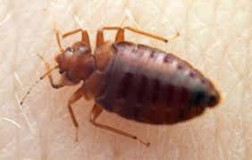 Bed Bug Black Bugs In Hair Pictures Pin On Creepy Crawlers