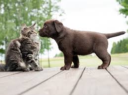 Our goal is to provide excellent and compassionate care to animal companions. Welcome Home Introducing A New Pet Huntington Veterinary Hospital Huntington Veterinary Hospital