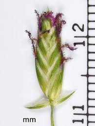 Image result for Volkiella disticha