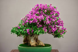 Get a free quote today. Premium Photo Landscape Of Green Grass And Group Of Bonsai Tree