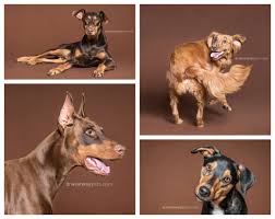 3 Easy Ways You Can Give Back To Shelter And Rescue Pets Savage Universal Animal Rescue Fundraising Animal Rescue Pets