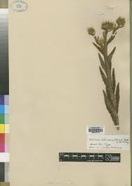 Image result for Berkheya zeyheri