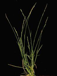 Image result for Eriochloa procera