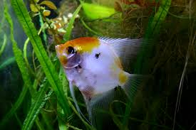 The Growth And Development Of Freshwater Angelfish