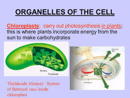 We did not find results for: The Structure Function Of Cells Ppt Video Online Download