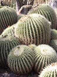 This exposure will produce spines of the darkest gold. Lg Golden Barrel Cactus Echinocactus Grusonii Thorny Bastards