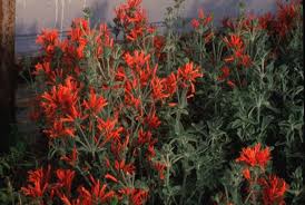 Image result for Dicliptera verticillata