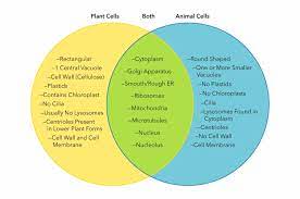 Maybe you would like to learn more about one of these? What Are The Similarities Between Plant And Animal Cells