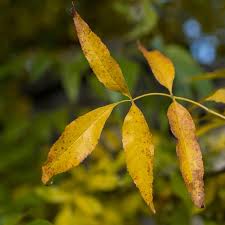 Image result for Fraxinus velutina