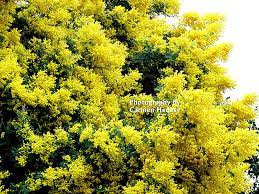 Ripens in mid july to mid august. Beautiful Springtime Flowering Tree Near San Francisco California Flowering Trees Photo Image