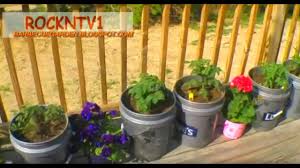 Here's how to grow your own tomatoes for cheap in a 5 gallon bucket. Grow Tomatoes In 5 Gallon Buckets Youtube
