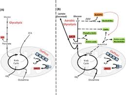 In the late 1990s underwriters laboratories changed the definition of a single station co detector with a sound device to carbon. Immunometabolism Cellular Metabolism Turns Immune Regulator Journal Of Biological Chemistry