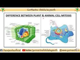 Difference between animal cell and plant cell in mitosis. Difference Between Plant And Animal Cell Mitosis Youtube