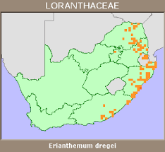 Image result for Erianthemum dregei