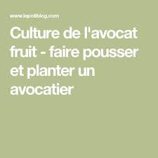 Culture De L Avocat Fruit Faire Pousser Et Planter Un Avocatier Avocat Avocatier Culture