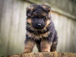 The criteria for breeding stock is good confirmation, friendly personalities, gentle nonaggressive dispositions, and intelligence. German Shepherd Dog Puppy For Sale In Portland Or Adn 26626 On Puppyfinder Com Gender Female Age 5 Weeks Old Puppies For Sale Dogs And Puppies Dogs