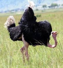 Stalking Ostrich Cute Creatures Big Bird Animals