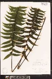 Image result for Diplazium humbertii